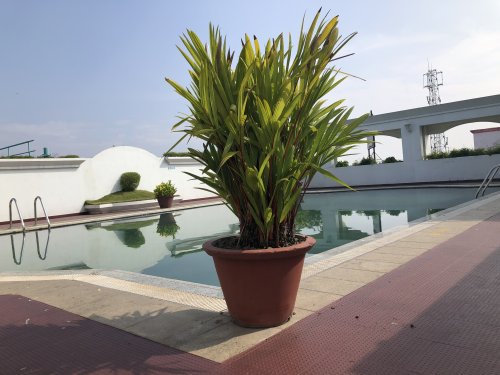 Plant at Hotel BLR