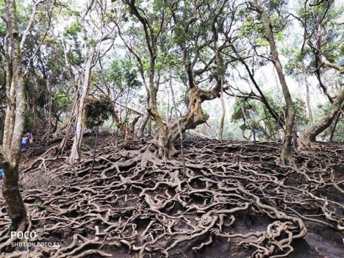 Root Point, Kerala