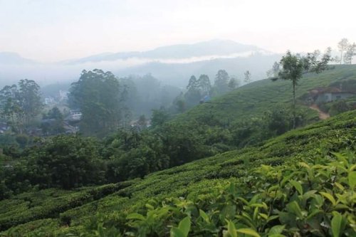 Munnar, kerala