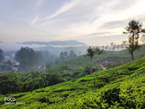 Munnar, Kerala