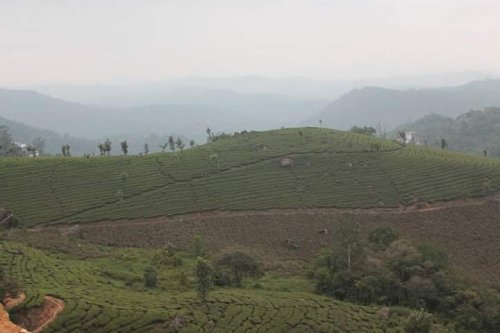 Munnar, Kerala