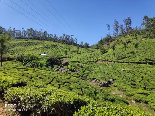 Munnar, Kerala