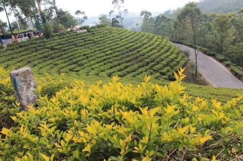 Munnar, Kerla