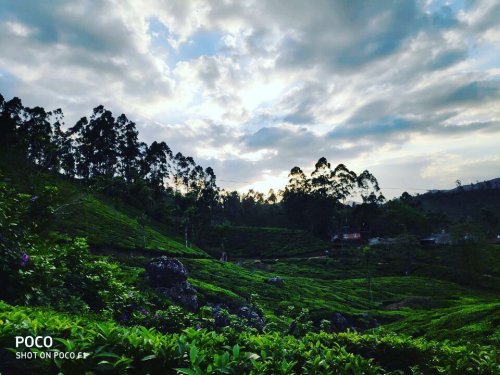 Munnar, Kerala