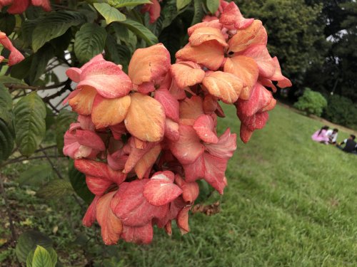 Flower Show- TVM, Kerla