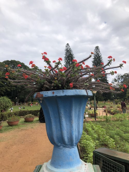 Botanical Garden- BLR