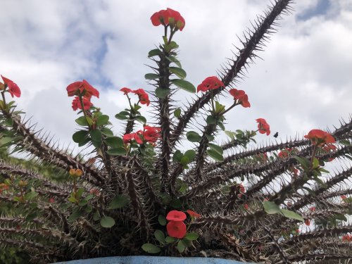 Botanical Garden- BLR