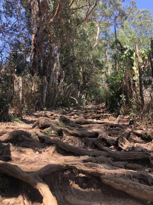 Way to Pillar Rock- Kodaikanal, TN