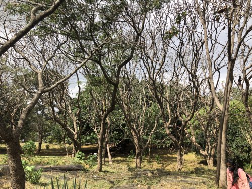 Botanical Garden- Bangalore