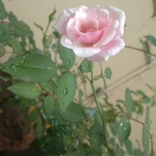 Rose Flowers