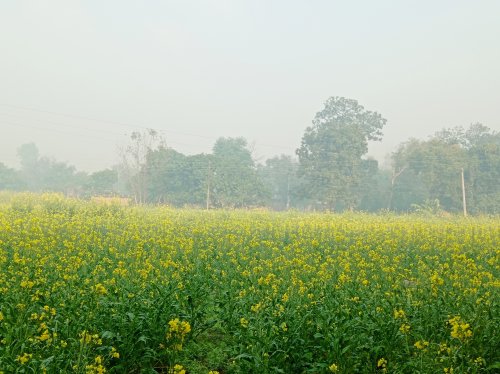 Mustard Field