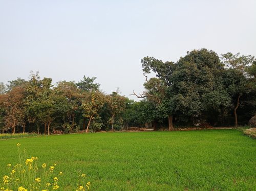 Paddy Field