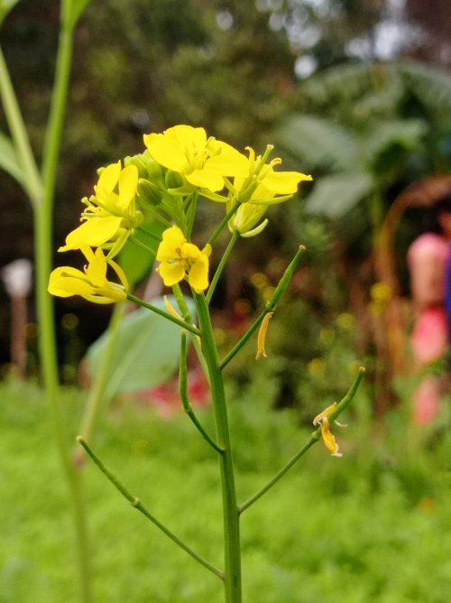 Mustard Flowers