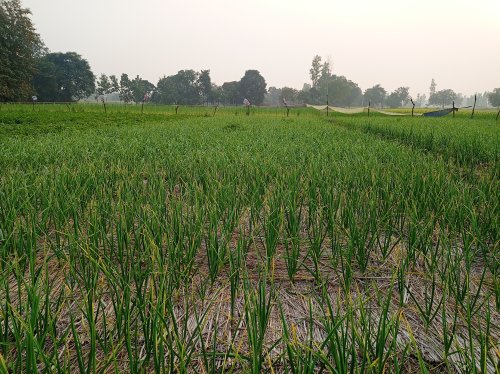 Garlic field