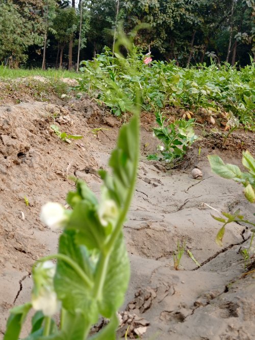 Pea Field